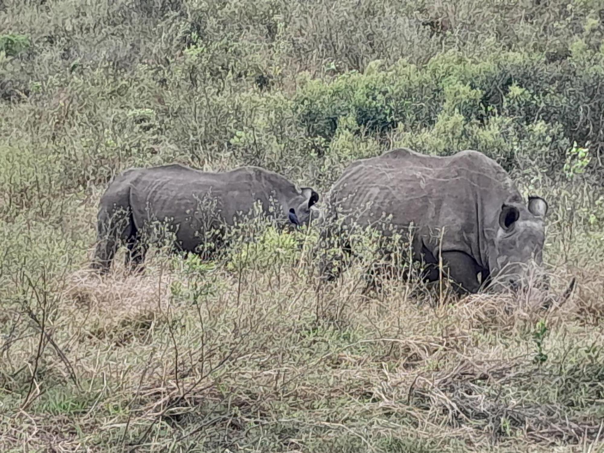 Hluhluwe Gate Safari Camp Hotel Luaran gambar